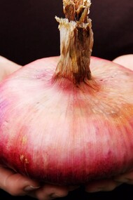 La Cipolla Rossa di Acquaviva è un’eccellenza pugliese riconosciuta per la sua dolcezza unica