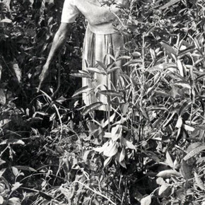 Tertúlia, Tamar Guimarães, Tropical Blow Up, 2009, Vídeo digital