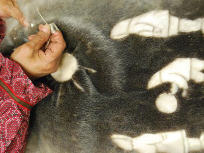 Northern Voices Gallery. Courtesy of Canadian Museum of Nature
