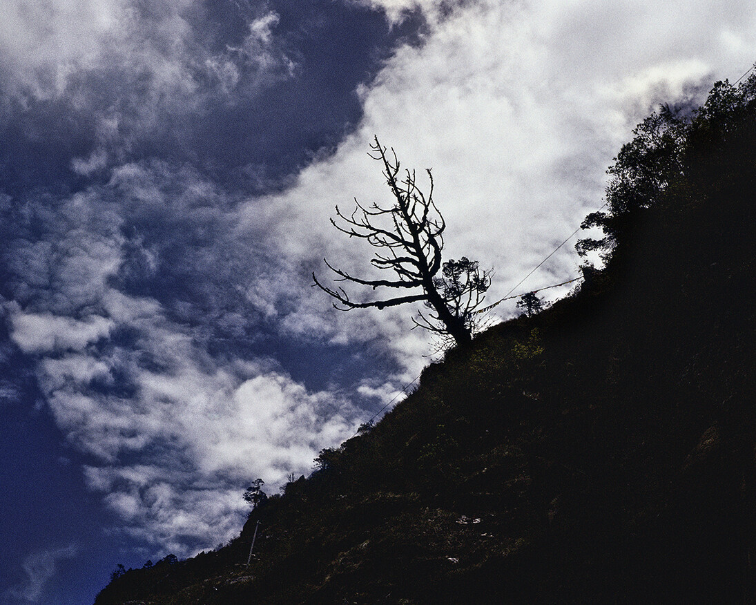 Marissa Roth, Old and holy pine tree with prayer flags, in central Tibet near the southern border with Nepal. May 2007. © Marissa Roth.
