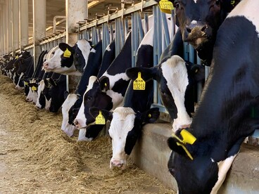 L’allevamento intensivo è considerato una delle principali fonti di emissioni di metano, soprattutto a causa della digestione dei ruminanti come bovini e ovini, che rilasciano questo gas durante il processo digestivo