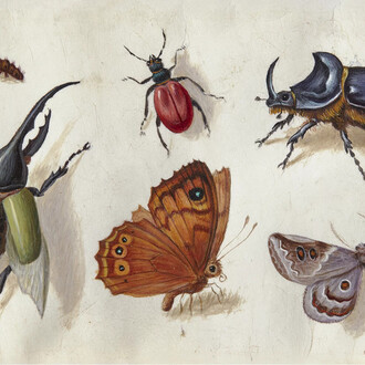 Jan van Kessel d. Ä. (zugeschrieben), Tableau mit insekten (detail), um 1660. Mit freundlicher genehmigung des Arp Museums