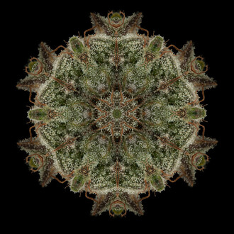 OG Kush. Courtesy of Alfa Gallery