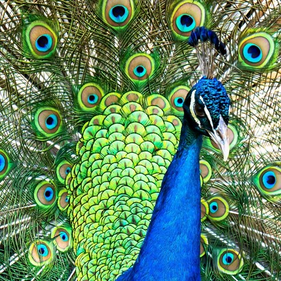 La bellezza è un segnale di forza e salute.
Un pavone che riesce a portare una coda enorme dimostra di poter sopravvivere nonostante lo svantaggio fisico, segno di vigore genetico