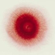 Ori Gersht, Love Me Love Me Not 2, 2013, Archival Ink Print, 120x120 cm