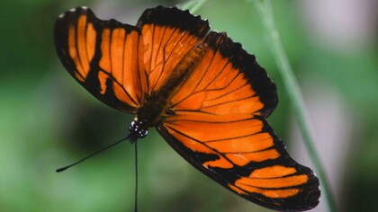 Em muitas culturas, a borboleta é símbolo de transformação e renascimento, pois passa por uma metamorfose completa desde a fase de lagarta