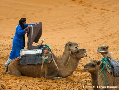 Preparing the camels for the trip. Morocco