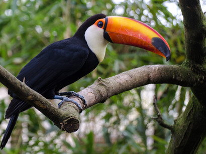 Un tucano