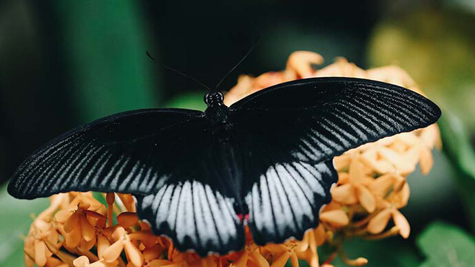 Butterflies Up-Close. Courtesy of Science Centre