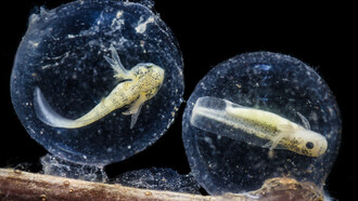 Uova di Ambystoma mavortium, John Clare