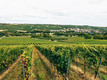 Vast hillside vineyards in Oltrepò Pavese, near Broni, Italy