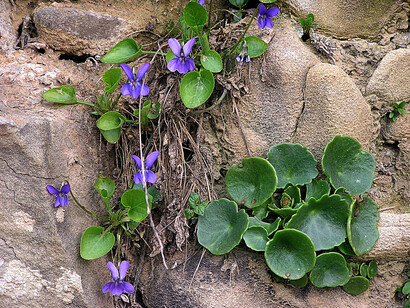 Ombelico di Venere (Umbilicus rupestris)