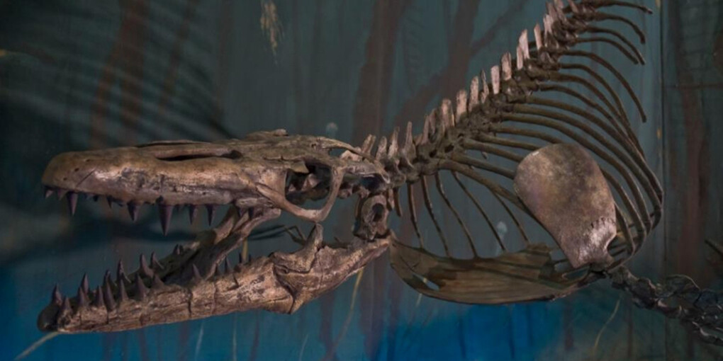 Dinosaur Hall. Courtesy of Royal Tyrrell Museum