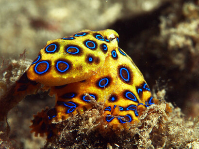 Un esemplare di Hapaloclaena lunulata