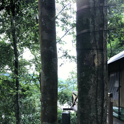 Green canopy
