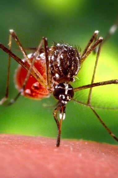 Hembra del mosquito Ae. aegypti, fotografía del Centro para Control y Prevención de Enfermedades de los Estados Unidos