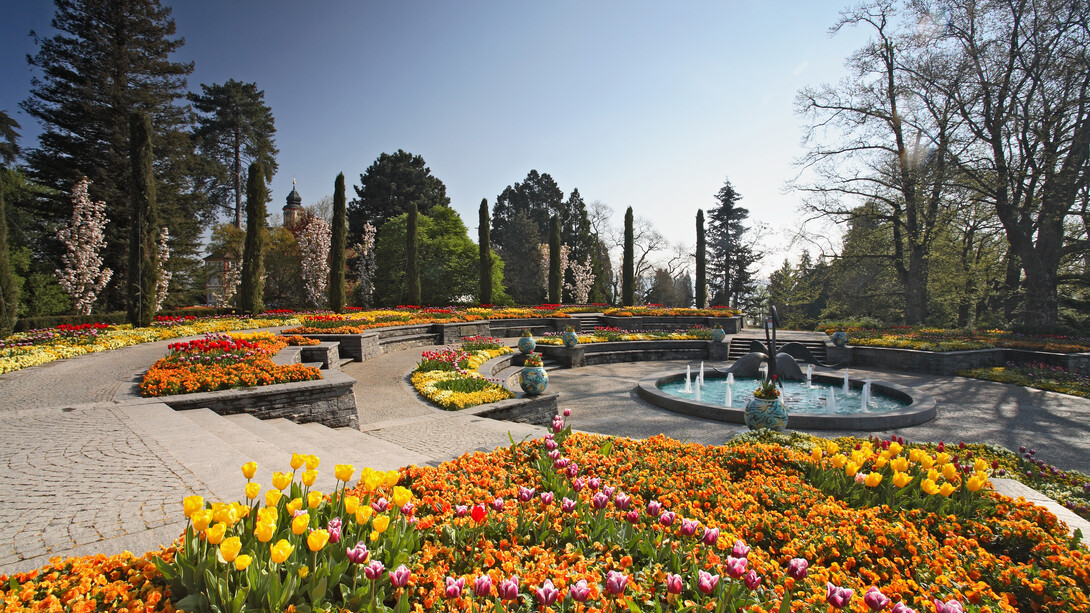 Tappeti di tulipani in fioritura. Foto Enzo Valenti