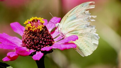 A los inmigrantes se les acusa de estar en el origen de la delincuencia que asuela nuestras ciudades, de drenar las reservas esenciales de nuestro bienestar, de no aceptar la cultura o las costumbres de las naciones de acogida, de estimular prácticas bárbaras o violentas y de introducir credos religiosos que atentan directamente contra la seguridad general. La pregunta, llegados a este punto, sería la siguiente: ¿De qué no son culpables los inmigrantes?   Limón Migrante, Limón Emigrante, Emigrante Común. Descubierta por Fabricius en 1775, esta especie presenta diversas formas según la zona y la estación
