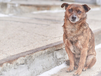 Os olhos deste cão são um lembrete de que os animais são vistos como coisas que podemos descartar