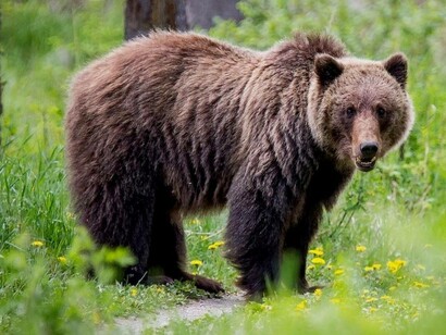 The bear is on the prowl hunting for Putin