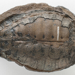 Paleontology. Courtesy of Royal BC Museum