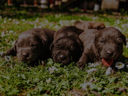 Três filhotes caninos no jardim