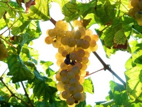 L'uva delle viti di Erbaluce di Caluso, Piemonte, Italia