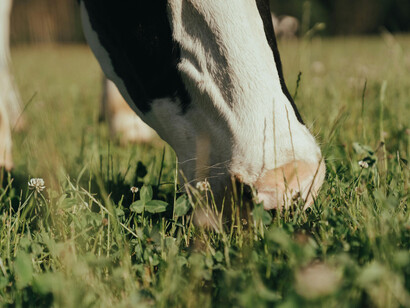 A close up of a cow's muzzle