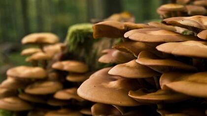 Hongos salvajes en México