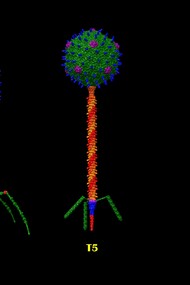 Ordine Caudovirales. Strutture dei batteriofagi T che rappresentano i sette tipi T dei fagi Escherichia coli descritti da Max Delbruck negli anni '40. T4 della famiglia Myoviridae, T5 della famiglia Siphoviridae e T7 della famiglia Podoviridae. Le strutture sono state costruite a partire dai singoli file della banca dati delle proteine (pdb) nel software UCSF Chimera, aggiornati al 2024 e in scala reale. Di Dr. Victor Padilla-Sanchez, PhD
