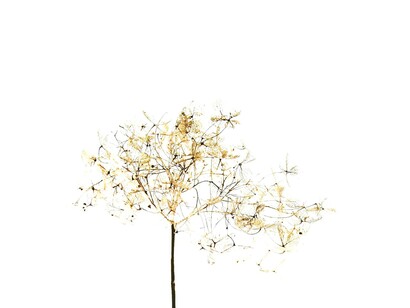 La mente se va desvaneciendo