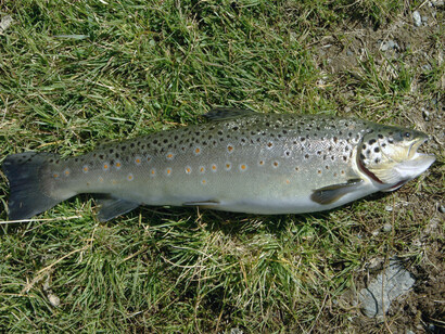 La trota, Salmo trutta
