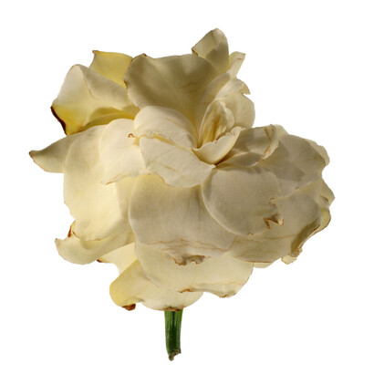 Untitled by Fabio Zonta © Fabio Zonta