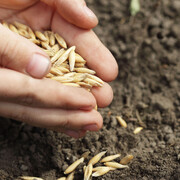 Monza, Festival degli Orti