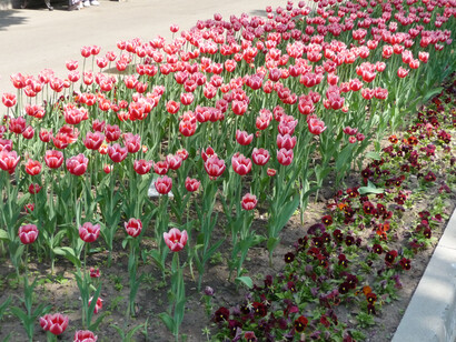 Tulipani e viole al Gorky Park- Foto di Simonetta Sandri