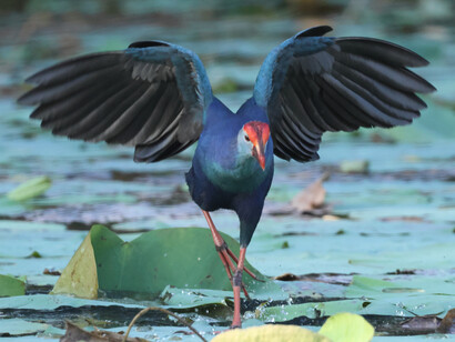 Purple Swamphen (c) Gehan de Silva Wijeyeratne