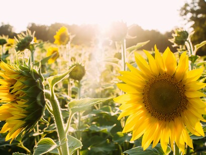Girasoles