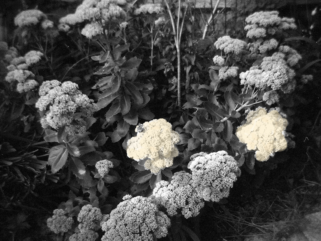 Sedum Joy_Doublegrave, 2017. Courtesy of Towner Gallery 