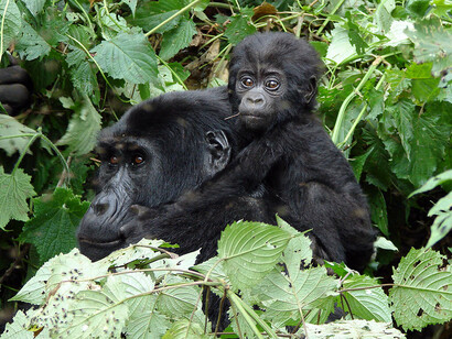 Gorilla