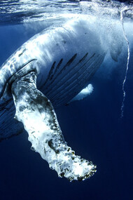 Humpback Whale ©  Joshua Barton