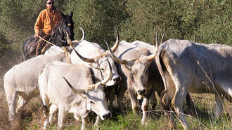 La transumanza a Mignone