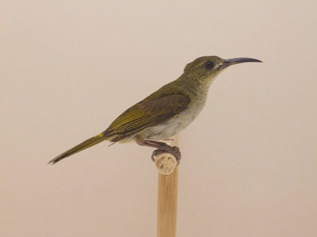 Luke Stephenson, Olive Sunbird #1, ca. 2016. Courtesy of The Photographers' Gallery