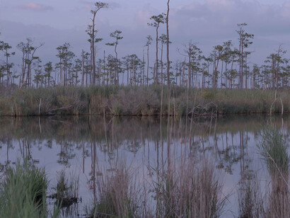 Ghost forests are the result of rising water