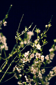 Ao observar uma planta semimorta brotar na primavera, a cidade e as pessoas ao meu redor ganharam nova vida. Entre sons, conversas e sorrisos, encontrei algo inesperado: esperança e conexão