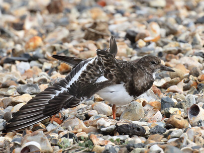 Ruddy Turnstones pick their way through the pebble beaches © Gehan de Silva Wijeyeratne