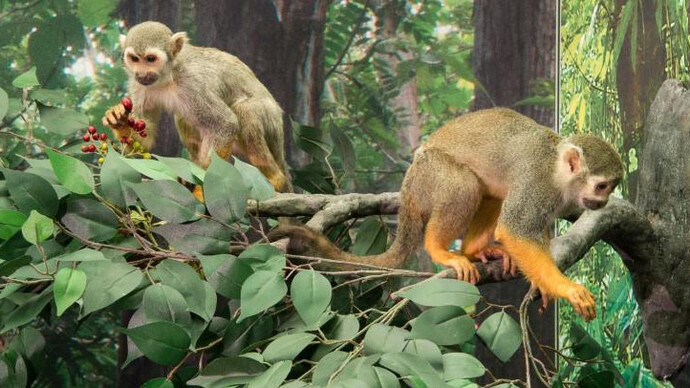 Monkeys. Courtesy of Royal Belgian Institute of Natural Sciences