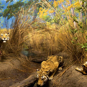 Hall of Biodiversity. Courtesy of American Museum of Natural History