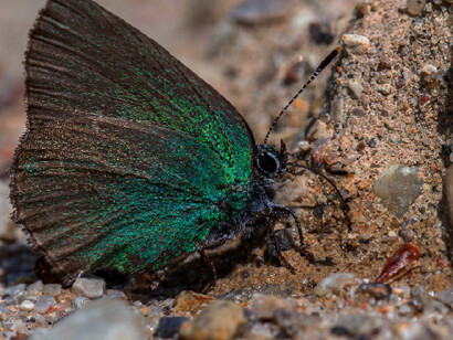 A butterfly’s delicate wings, like fleeting glimpses of places seen only in dreams