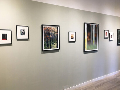 The Language of Trees. Courtesy of Galerie Photo12