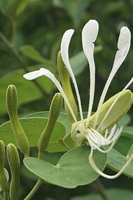 Bauhinia forficata, ou Orquídea Brasileira